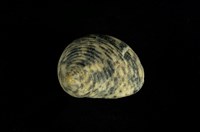 藏品(粗紋蜑螺)的圖片